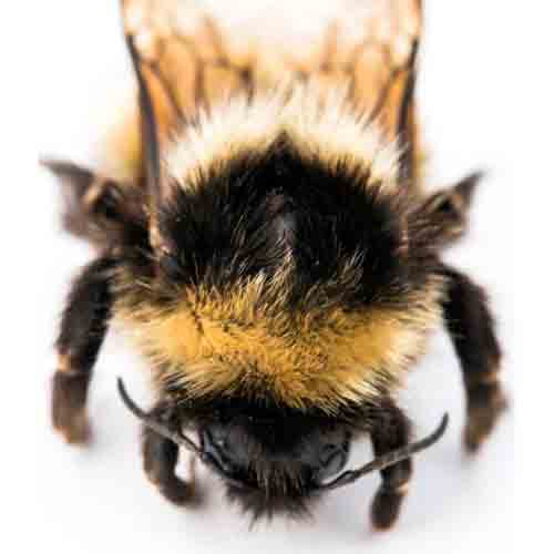 Bombus polaris (Arctic bumblebee)