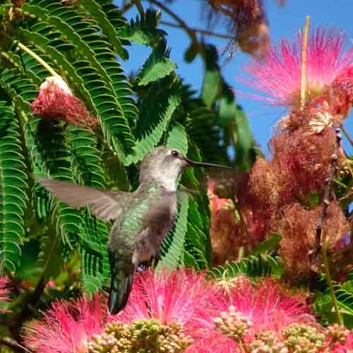 Calypte anna (Anna's hummingbird) in a Mimosa tree