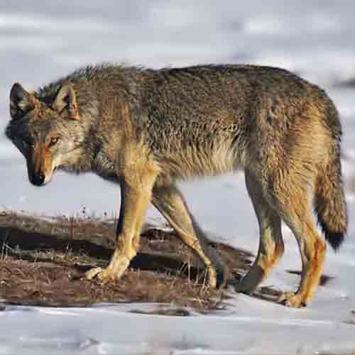 Canis lupus (Gray wolf near Ardahan, Turkey)