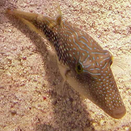 Canthigaster margaritata (Pearl toby)