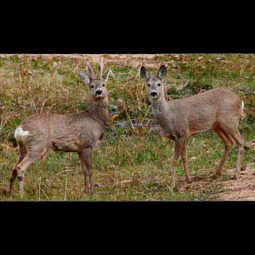Capreolus capreolus (Roe Deer) male and female