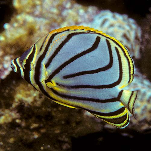 Chaetodon meyeri (Scrawled butterflyfish)