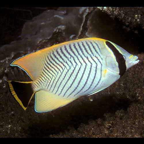 Chaetodon trifascialis (Chevroned coralfish)