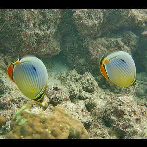Chaetodon trifasciatus (Rainbow butterflyfish)