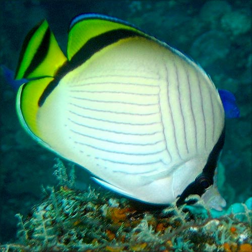 Chaetodon vagabundus (Vagabond butterflyfish)