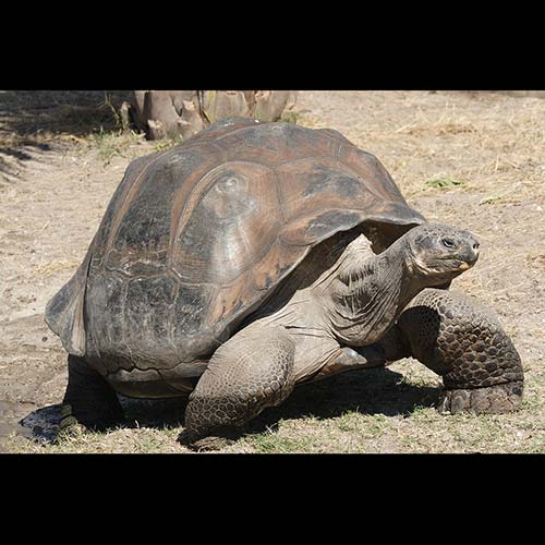 Chelonoidis nigra (Galápagos tortoise)