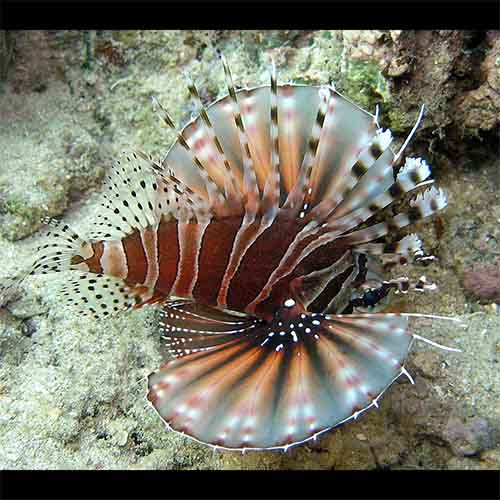 Dendrochirus zebra (Zebra turkeyfish)