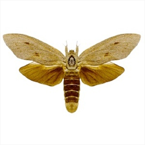 Endoxyla cinereus (Giant wood moth)