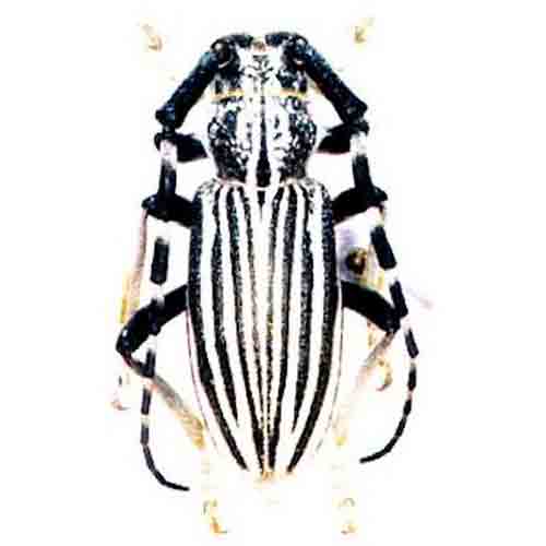 Eodorcadion gorbunovi (Longhorn beetle) male