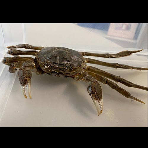 Eriocheir sinensis (Chinese mitten crab)