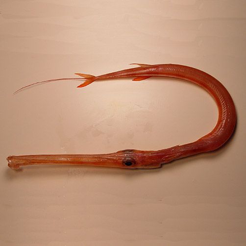 Fistularia petimba (Red cornetfish)