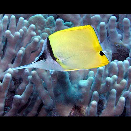 Forcipiger longirostris (Longnose butterflyfish)