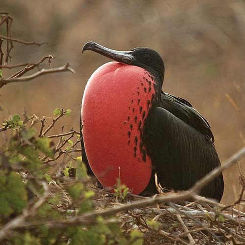 Fregata magnificens (Magnificent frigatebird) male with inflated throat pouch