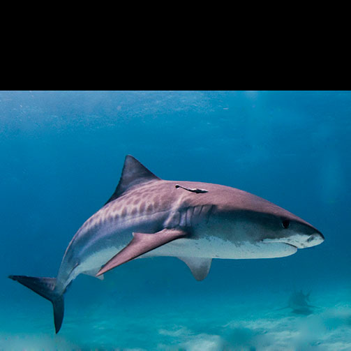 Galeocerdo cuvier (Tiger Shark)