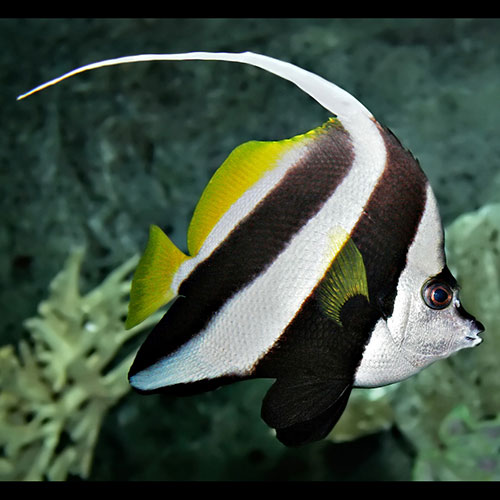 Heniochus acuminatus (Pennant coralfish)