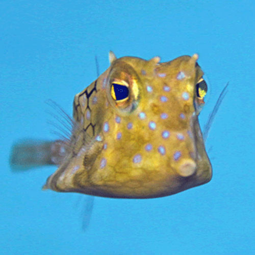 Lactoria fornasini (Thornback cowfish)