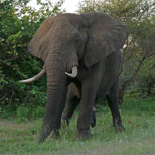 Loxodonta africana (African bush elephant) male