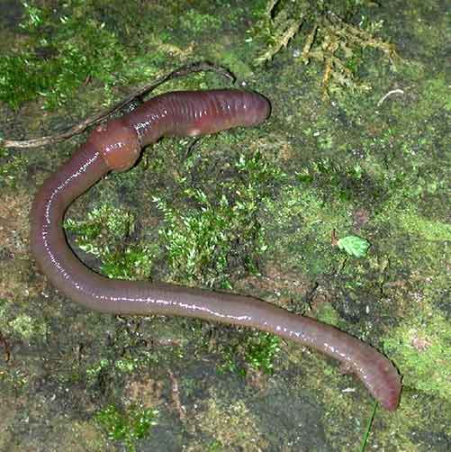 Lumbricus terrestris (Common earthworm)