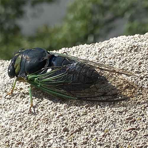 Neotibicen tibicen (Swamp cicada)