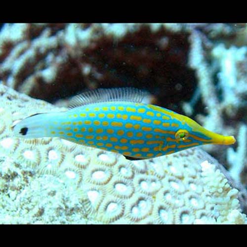 Oxymonacanthus longirostris (Harlequin filefish)