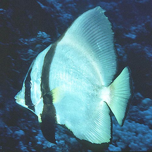 Platax pinnatus (Dusky batfish) adult