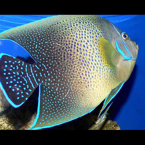 Pomacanthus semicirculatus (Blue angelfish) adult
