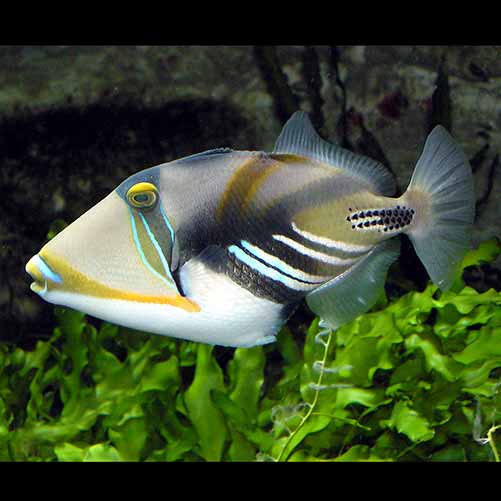 Rhinecanthus aculeatus (White-barred triggerfish)