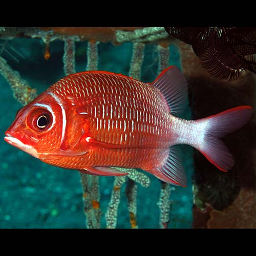 Sargocentron caudimaculatum (Silverspot squirrelfish)