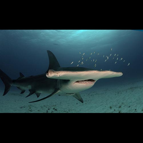 Sphyrna mokarran (Hammerhead shark)