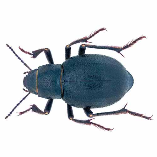 Sternoplax sichyi (Darkling beetle)