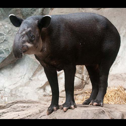 Tapirus bairdii (Baird's tapir) adult