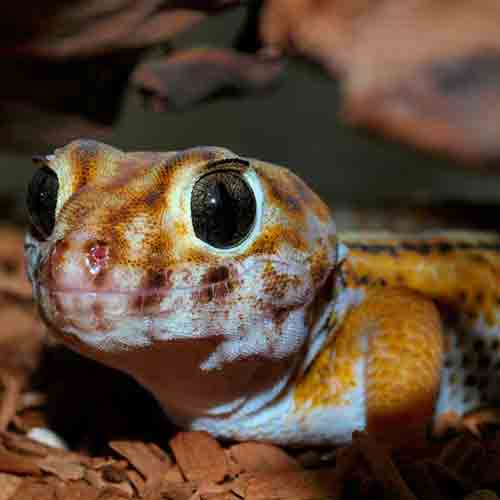 Teratoscincus scincus (Frog-eyed geckos) head shot
