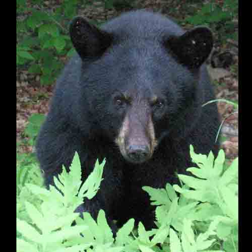 Ursus-americanus (American black bear)