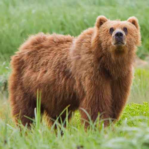 Ursus arctos (Grizzly bear) Kodiak bear