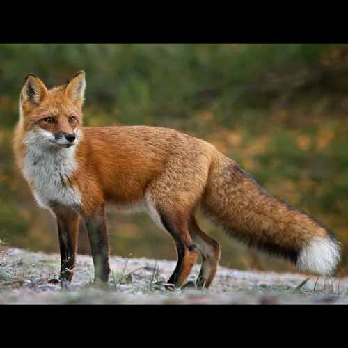 Vulpes vulpes (Red Fox)
