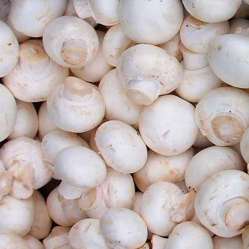 Agaricus bisporus (White mushroom)
