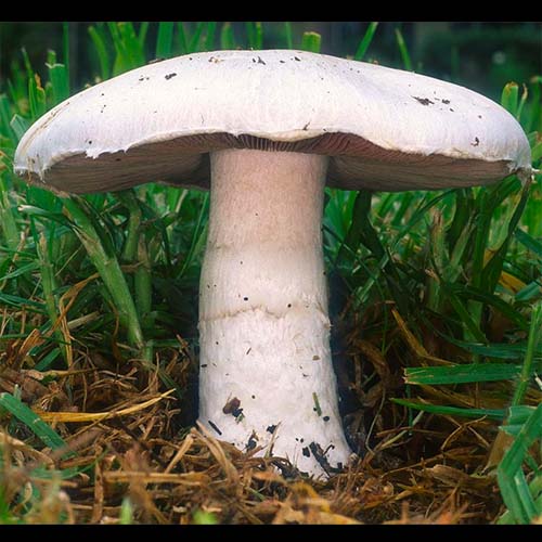 Agaricus campestris (Field mushroom)