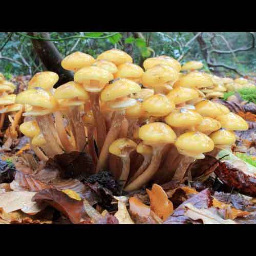 Armillaria mellea (Honey fungus)