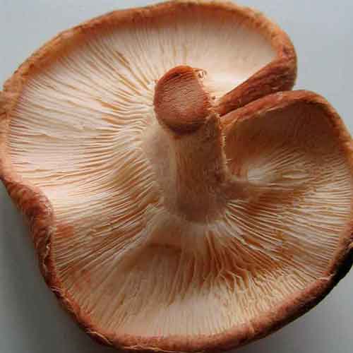 Mycélium en granulés de champignon shiitake, Lentinula edodes