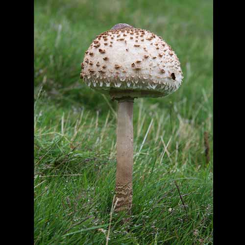 Macrolepiota procera (Parasol mushroom)