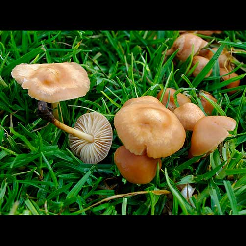 Marasmius oreades (Fairy ring mushroom)