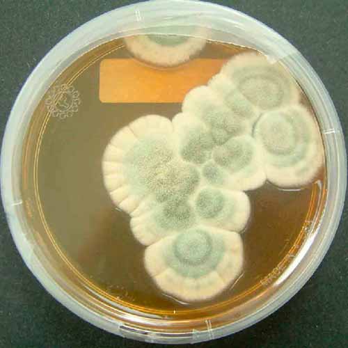 Penicillium chrysogenum (Penicillium) in a petri dish