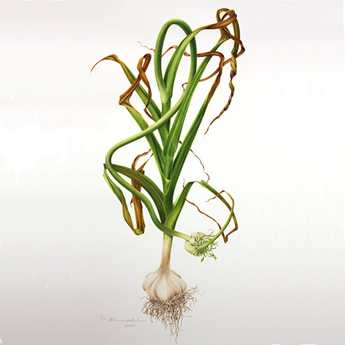 Allium sativum (Garlic) plant illustration