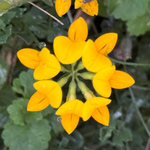 Lotus corniculatus (Bird's-foot trefoil) flowers