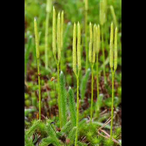 Lycopodium clavatum (Running clubmoss) plant