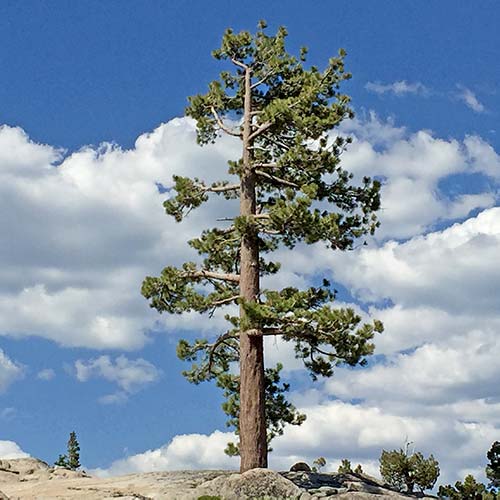 Pinus contorta (Lodgepole pine) mature tree