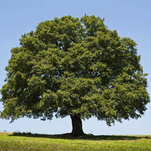 Quercus rubra (Northern red oak) tree