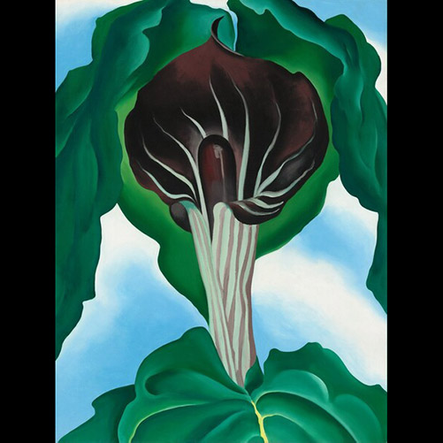 Georgia O'Keeffe, Jack-in-the-Pulpit No. 3, 1930