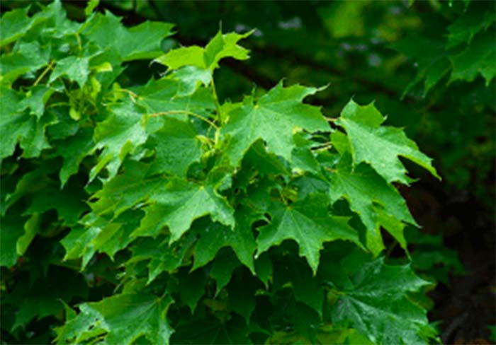 Acer platanoides (Norway maple) green leaves