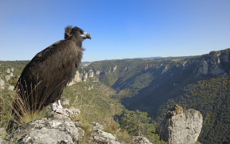 This black vulture was released into the wild in France by the Vulture Conservation Foundation.